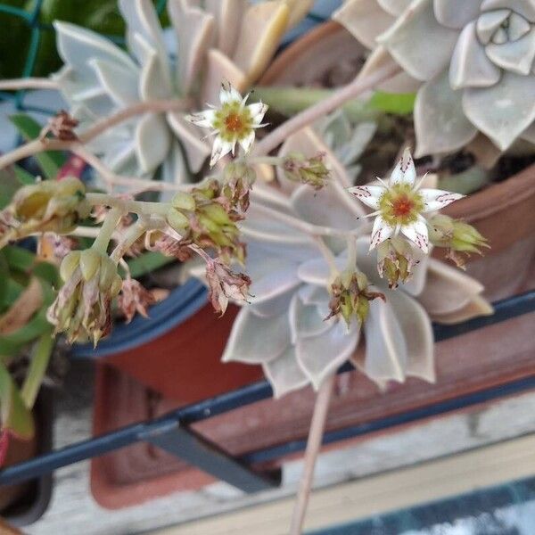 Graptopetalum paraguayense Blüte