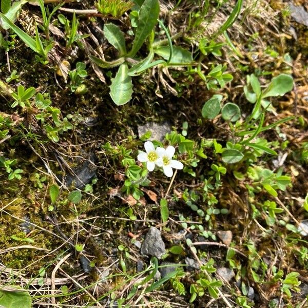 Saxifraga androsacea Cvet