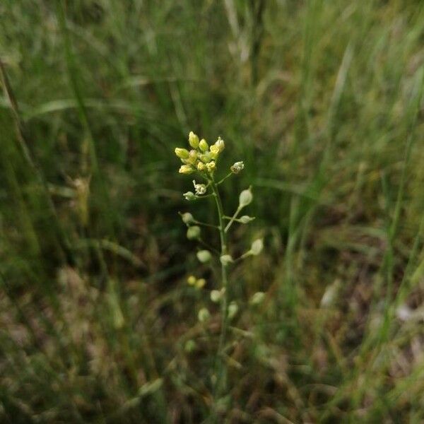 Camelina microcarpa Froito