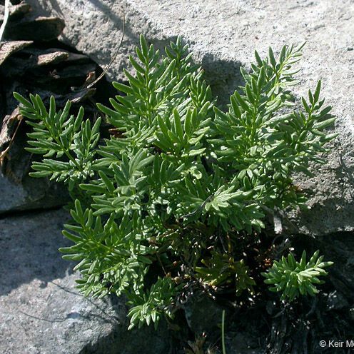 Aspidotis densa Habit