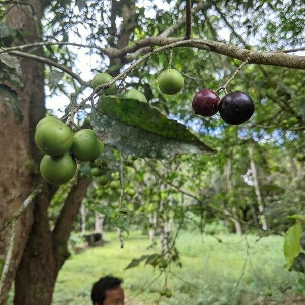 Flacourtia jangomas Fruto