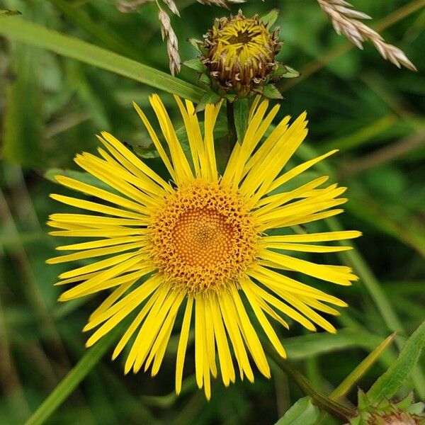 Pentanema salicinum Flower