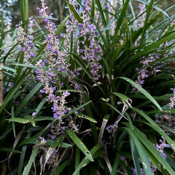 Liriope muscari Цвят