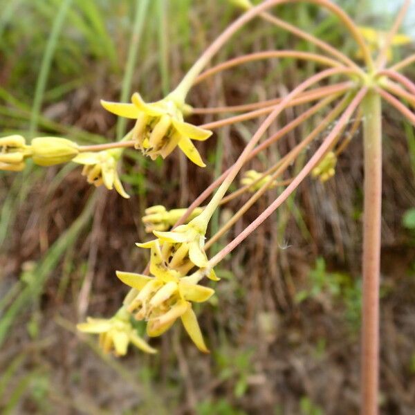 Asclepias amplexicaulis Kwiat