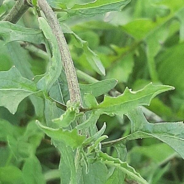 Sisymbrium officinale Foglia