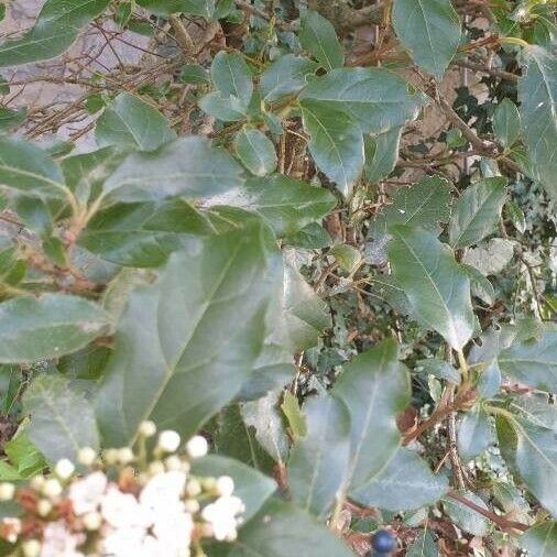 Viburnum tinus Leaf