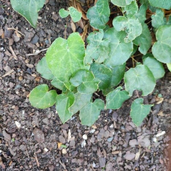 Epimedium alpinum Liść