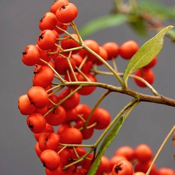 Pyracantha coccinea ᱡᱚ