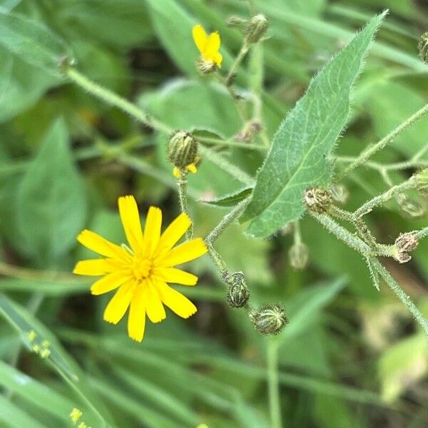 Hieracium prenanthoides Floare