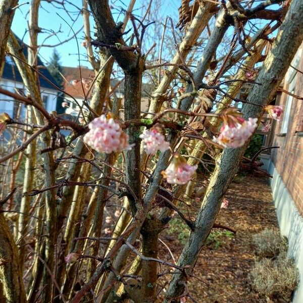 Viburnum farreri Fiore