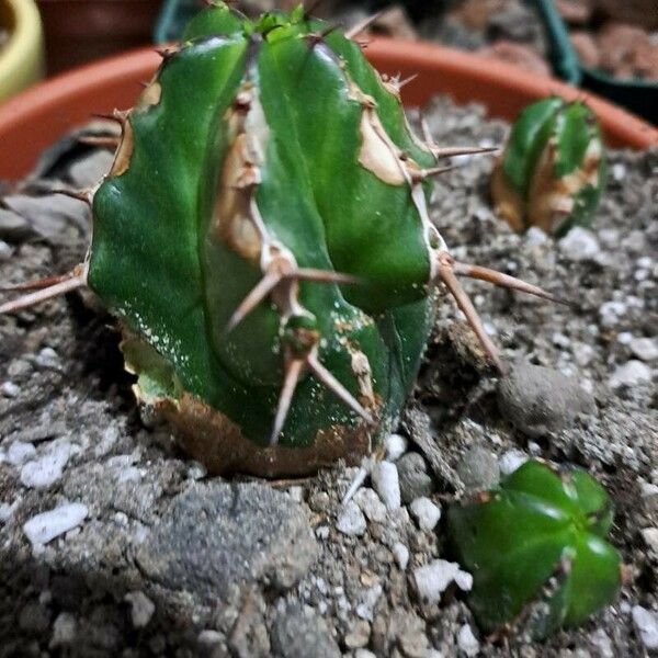 Euphorbia pulvinata Ліст