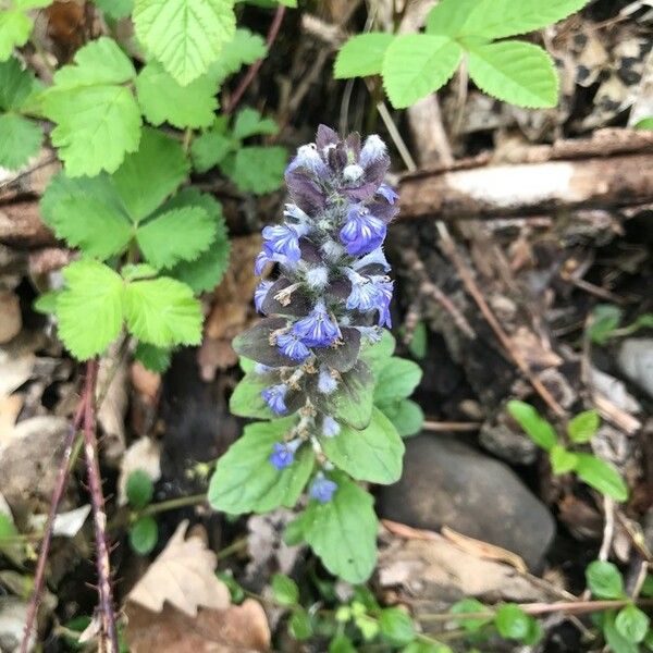 Ajuga reptans 花