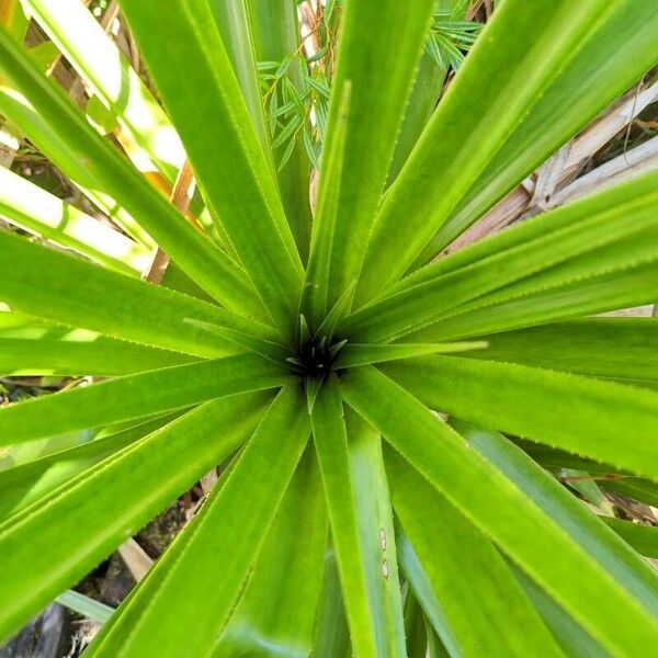 Pandanus purpurascens Lapas