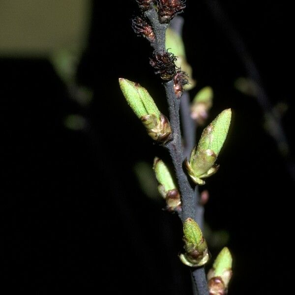 Myrica gale Flower