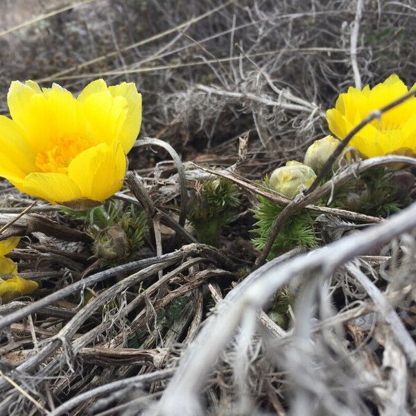 Adonis vernalis Кветка