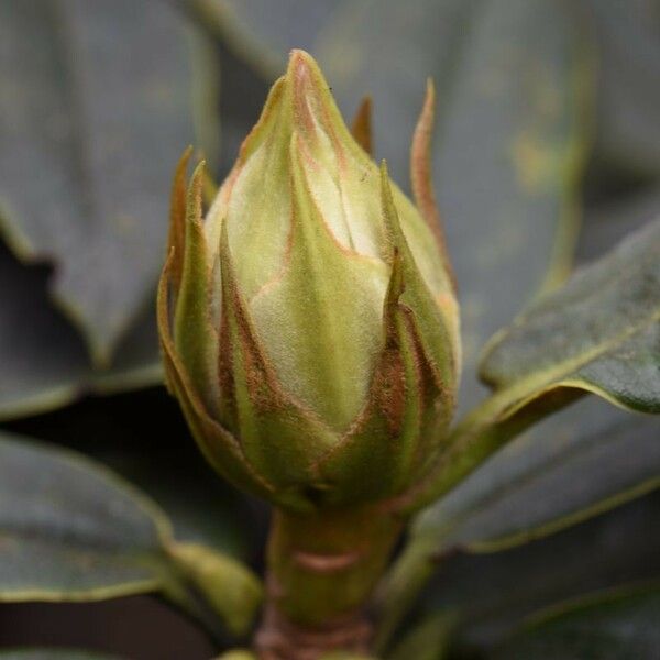 Rhododendron adenogynum Other