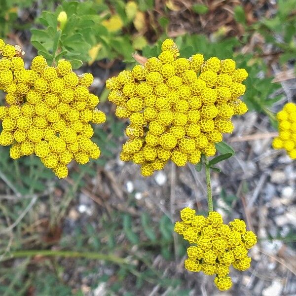 Achillea ageratum Kvet