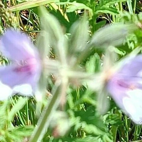 Geranium tuberosum Blüte