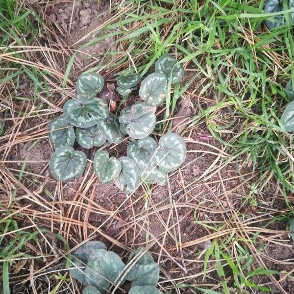 Cyclamen cilicium