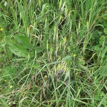 Bromus racemosus Лист