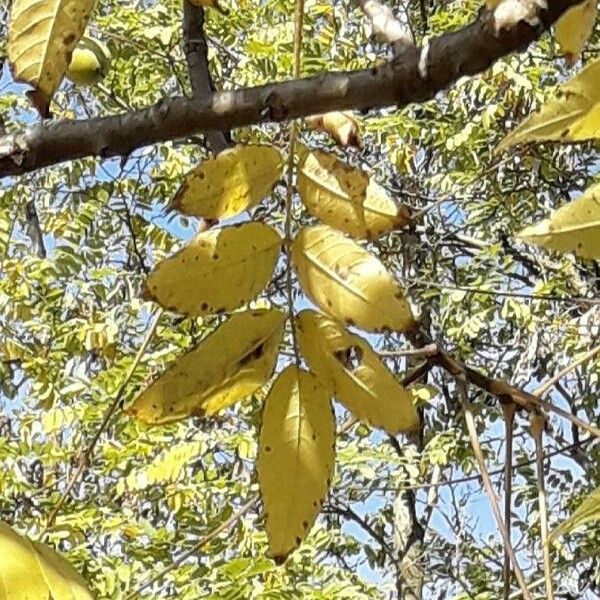 Juglans nigra Leaf