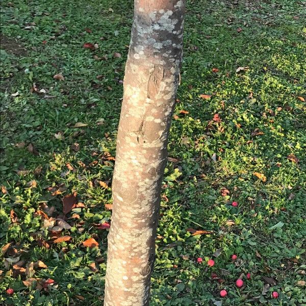 Malus prunifolia Bark