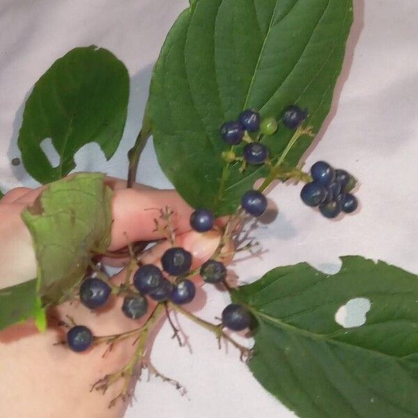 Cornus amomum Frucht