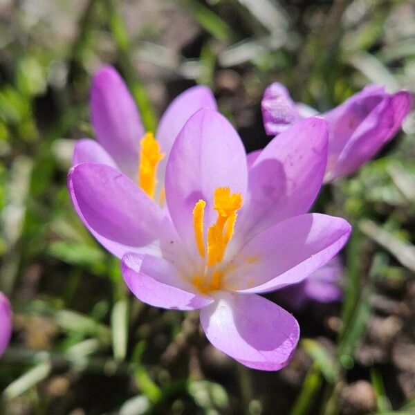 Crocus tommasinianus Virág