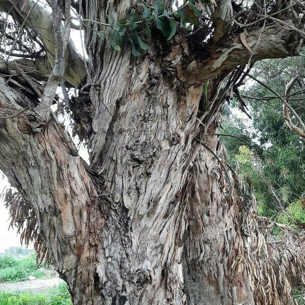 Eucalyptus globulus Ŝelo