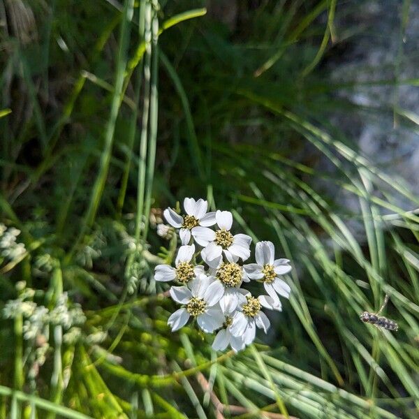 Achillea atrata Flor