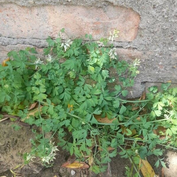 Fumaria capreolata Hábito