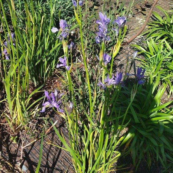 Iris ruthenica Habit