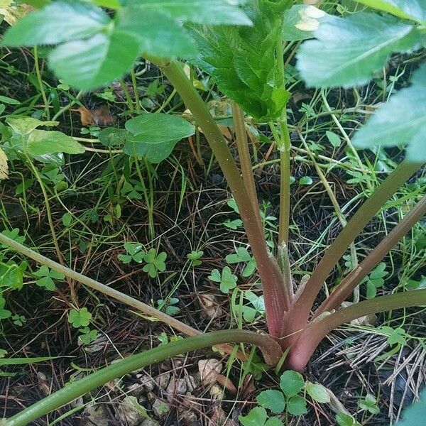 Angelica archangelica 葉