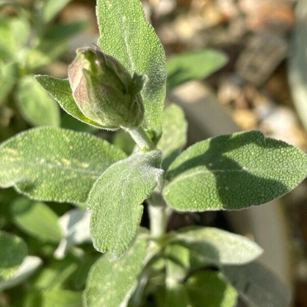 Salvia fruticosa Frunză