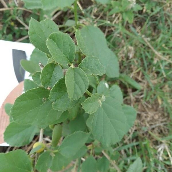 Cordia monoica 葉