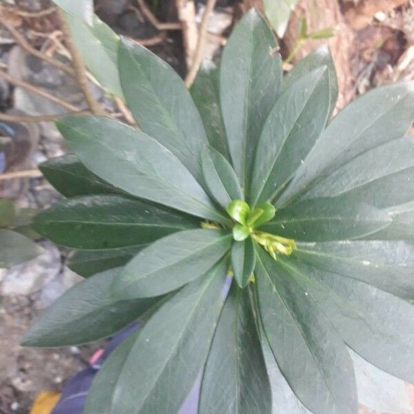 Daphne laureola Folha