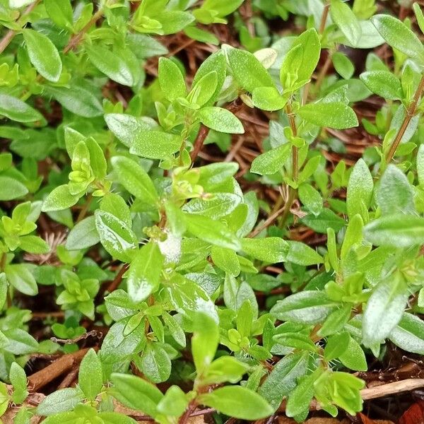 Thymus longicaulis পাতা