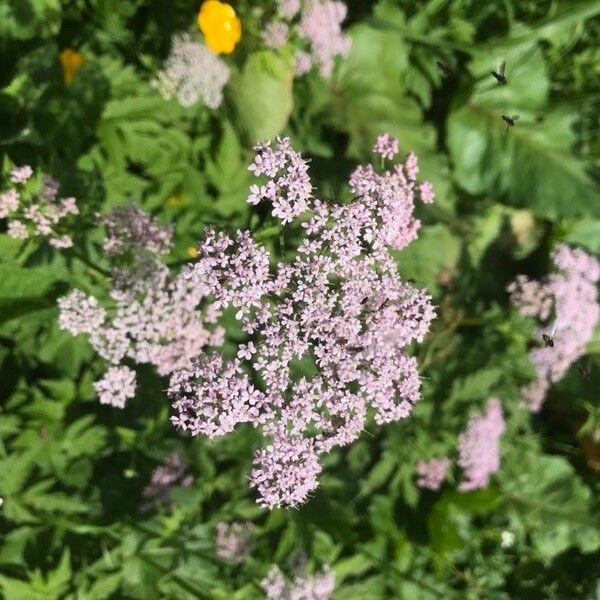 Chaerophyllum hirsutum Blomst