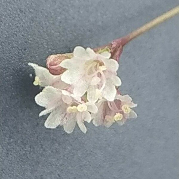 Boerhavia erecta Blüte