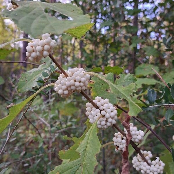 Callicarpa americana Плод