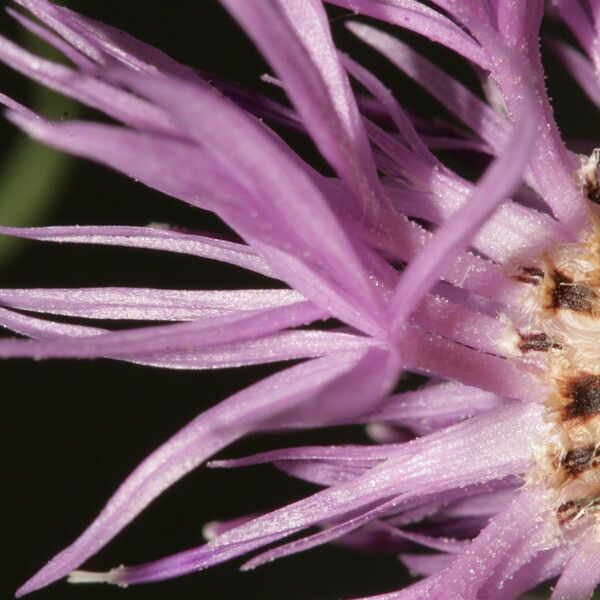 Centaurea corymbosa autre