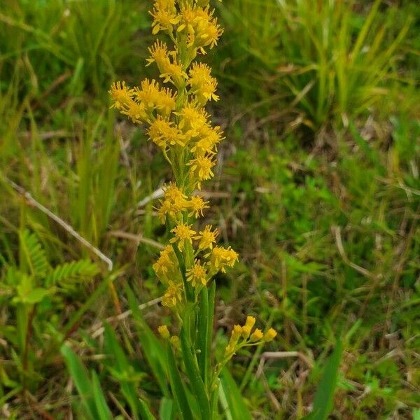 Solidago stricta Λουλούδι