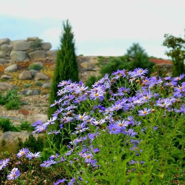 Aster amellus Celota