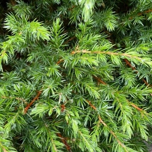 Juniperus communis Fuelha