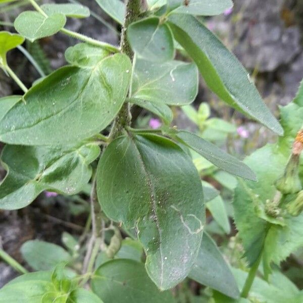 Antirrhinum latifolium Feuille