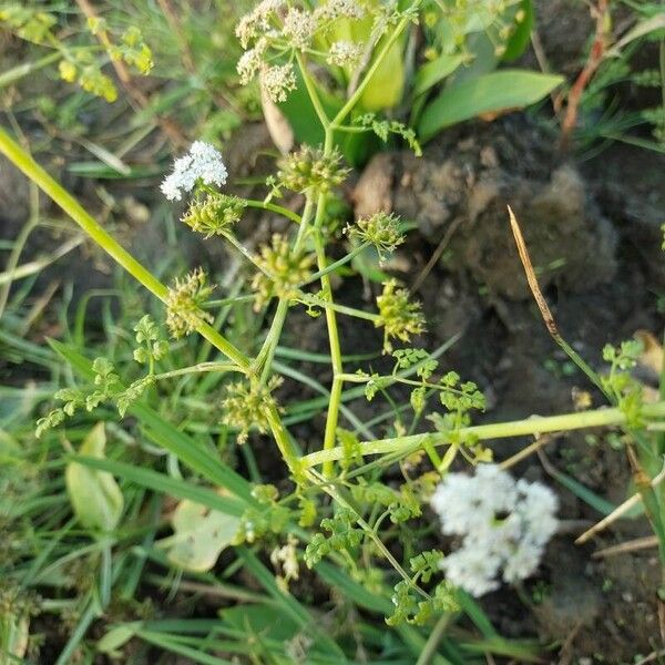 Oenanthe aquatica Fruit