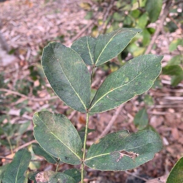 Schotia brachypetala Leaf