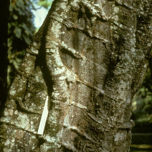 Gnetum gnemon Bark