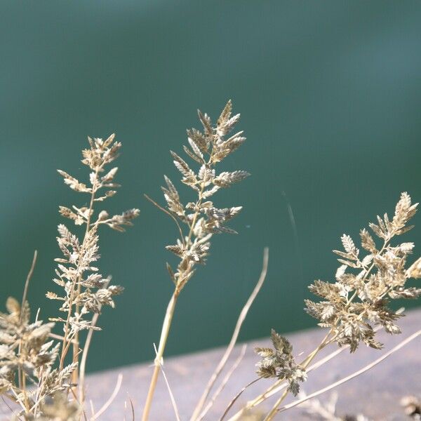 Eragrostis cilianensis Flower