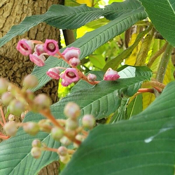 Saurauia napaulensis Flor